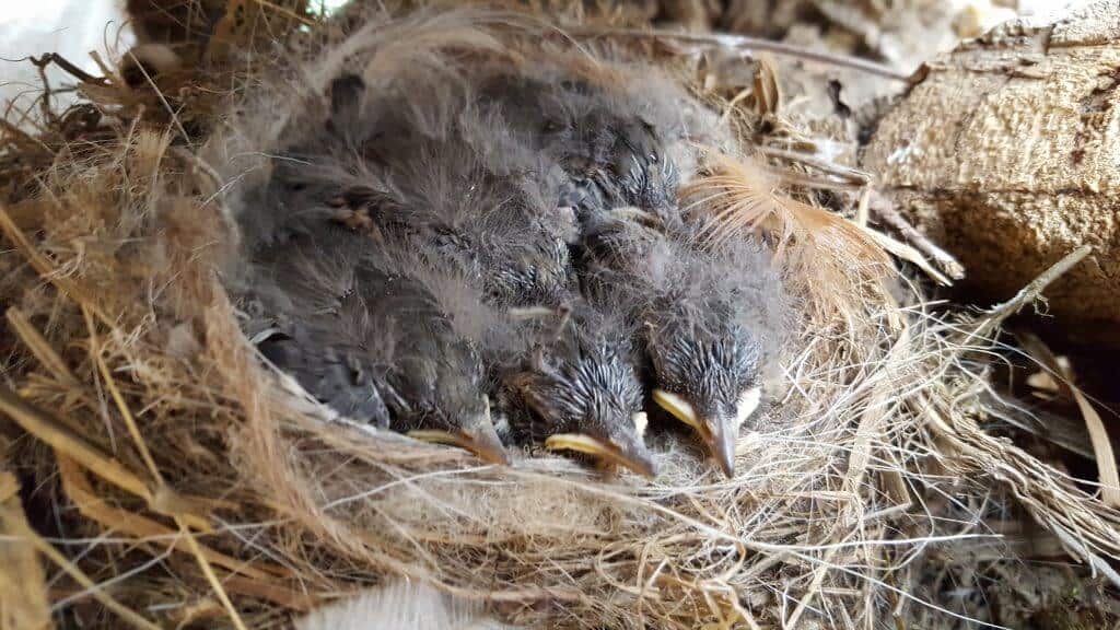 Pied Wagtail chicks in the nest at Wingham Wildlife Park