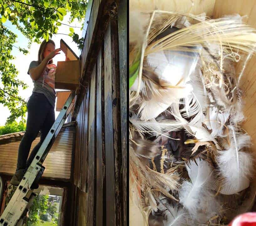 Checking a House Sparrow nest box at Wingham Wildlife Park