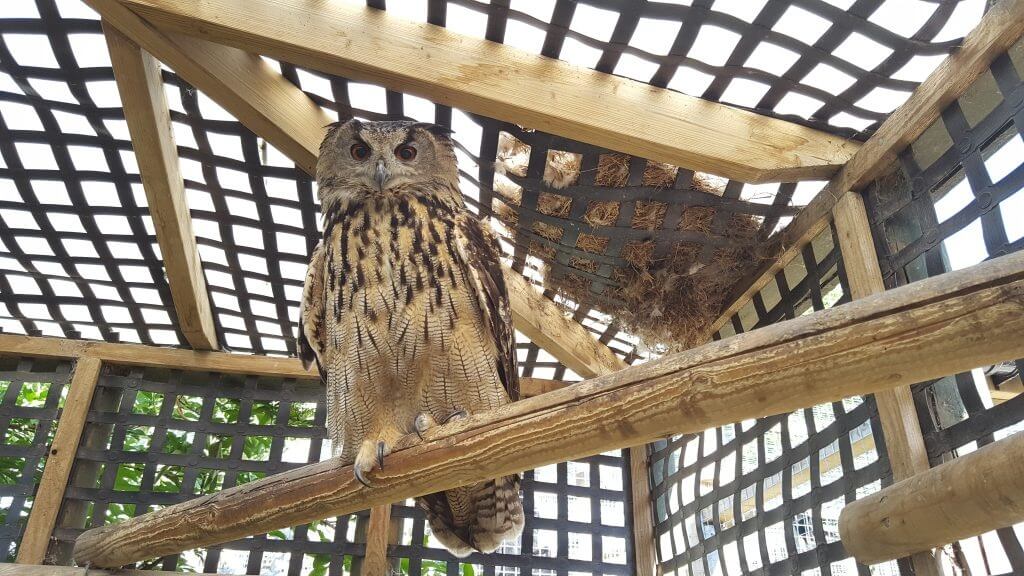 House Sparrow “open nest” in our Eurasian Eagle Owl Enclosure.