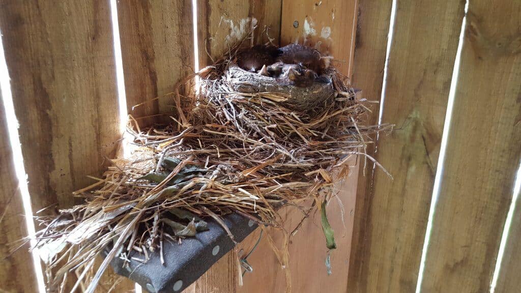 Blackbird nest on top of one of our nest boxes!