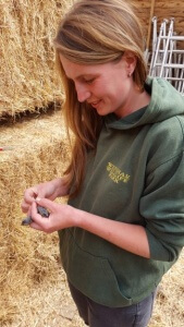 Ringing a Song Thrush chick in our barn