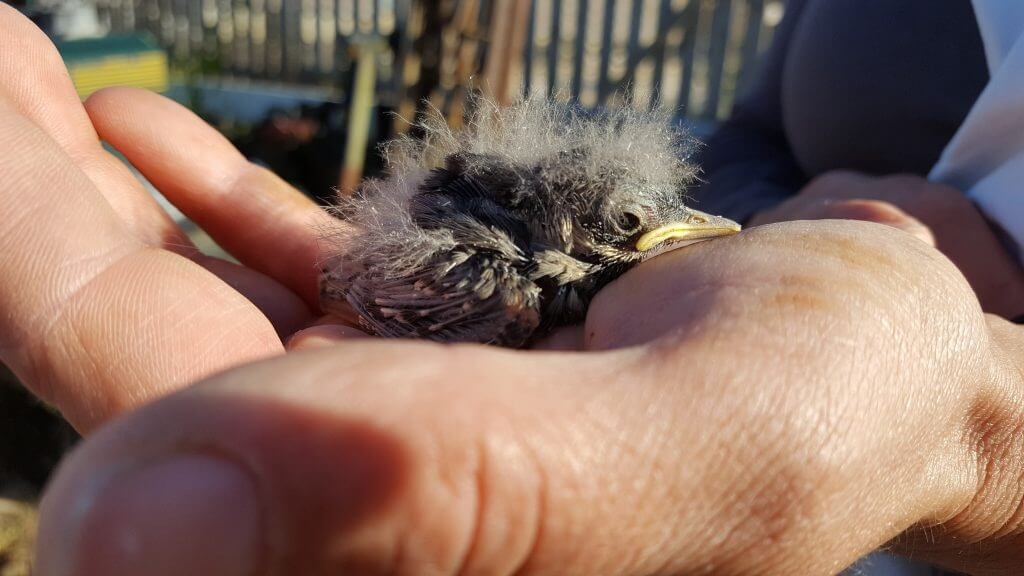Pied Wagtail chick ringed at Wingham Wildlife Park
