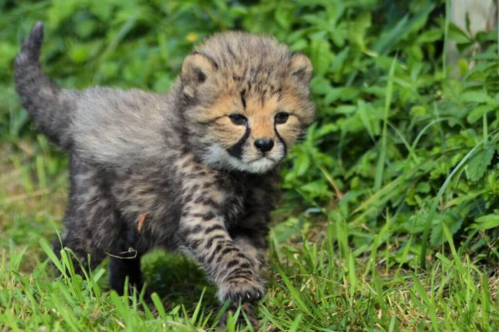 Cheetah Cub at Wingham Wildlife Park