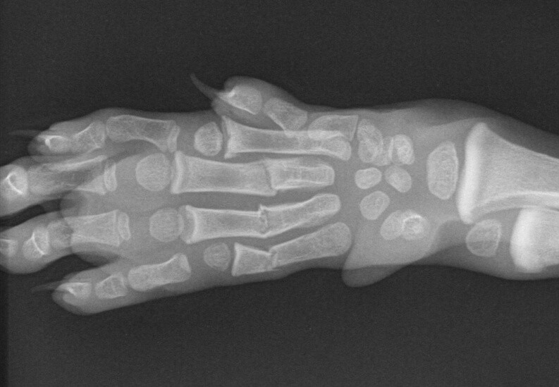 Cheetah Foot X-Ray