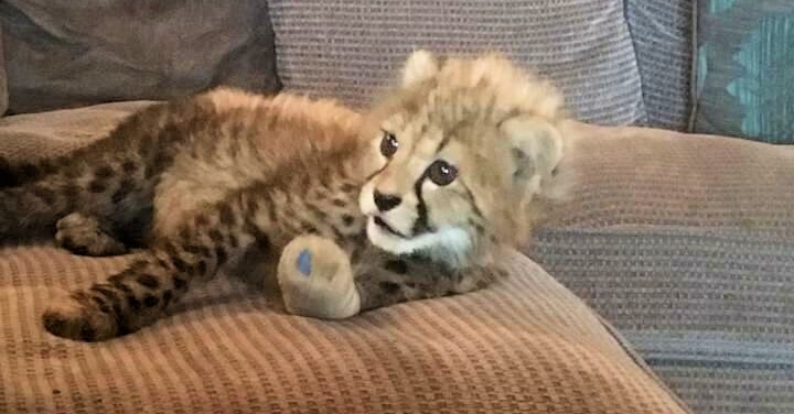 Cheetah Cub with Leg Splint