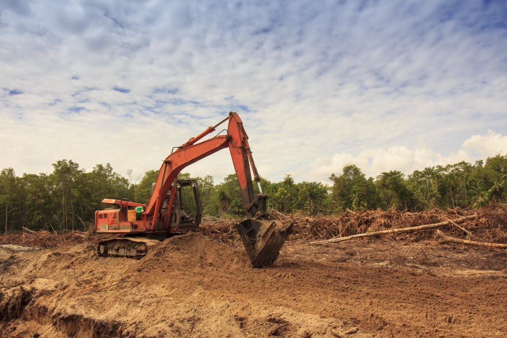 Palm Oil Deforestation