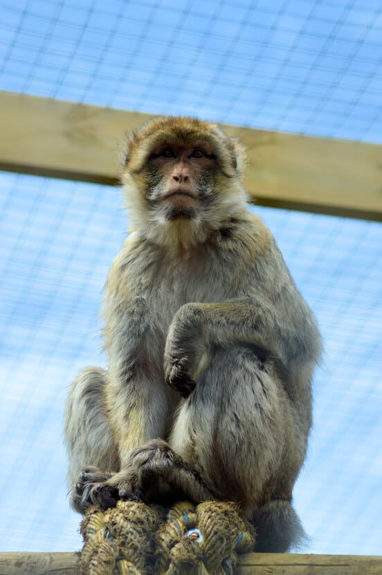 International Macaque Week at Wingham Wildlife Park