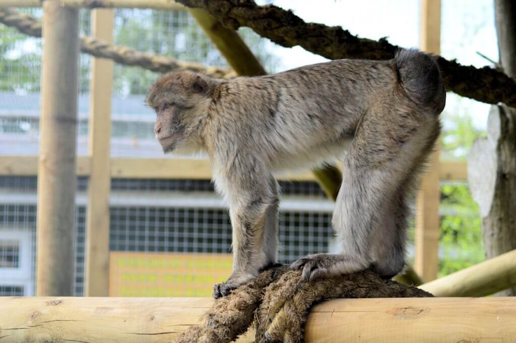 International Macaque Week at Wingham Wildlife Park