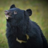 Moon bear outside at Wingham Wildlife Park