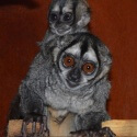 Spinx's Night Monkey with baby at Wingham Wildlife Park