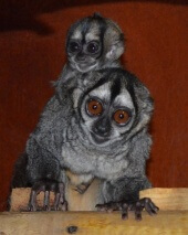 Spinx's Night Monkey with baby at Wingham Wildlife Park