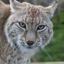 Eurasian Lynx at Wingham Wildlife Park