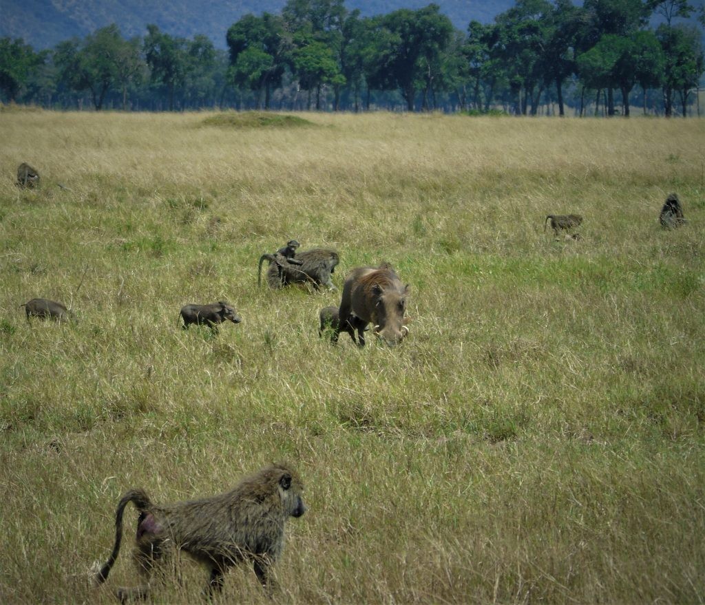 baboons and warthogs