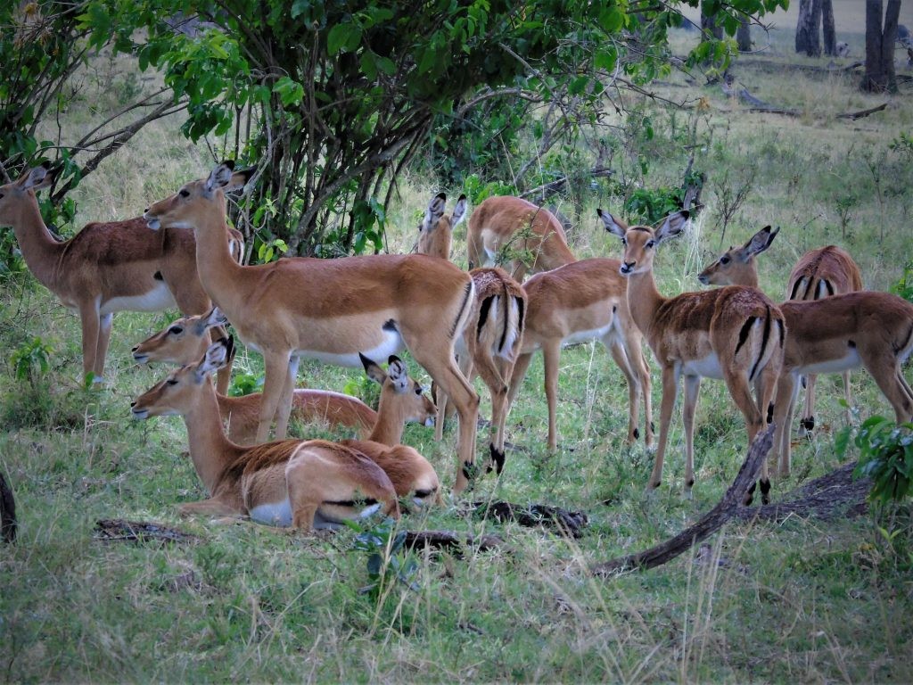 impala