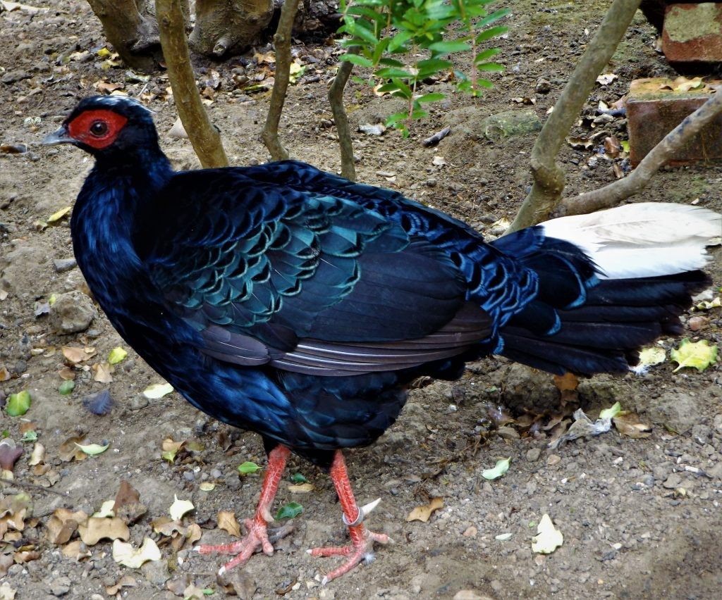 Edwards's Pheasant at Wingham Wildlife Park