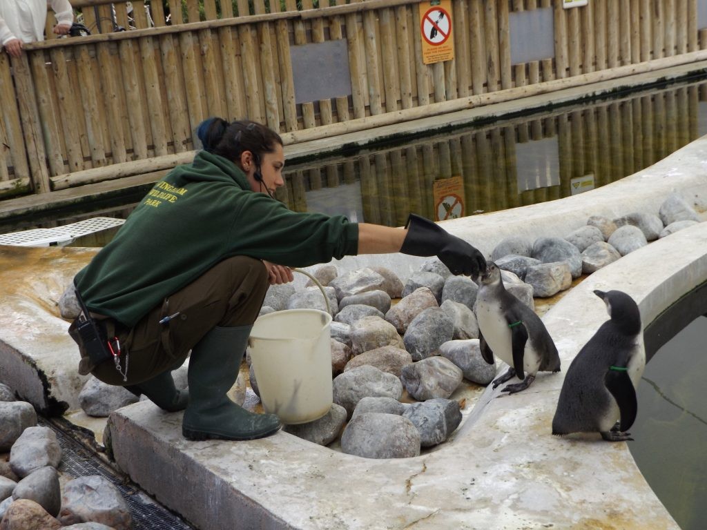 Humboldt penguin (Spheniscus humboldti) talk and feed at Wingham Wildlife Park, Kent