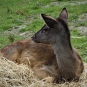 Fallow Deer Fawn (Dama dama) at Wingham Wildlife Park