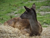 Fallow Deer Fawn (Dama dama) at Wingham Wildlife Park