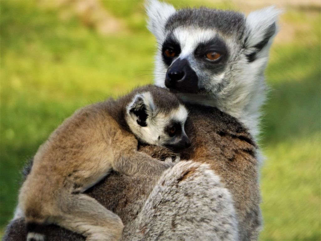 Ring-tailed Lemur carrying pup at Wingham Wildlife Park, Kent