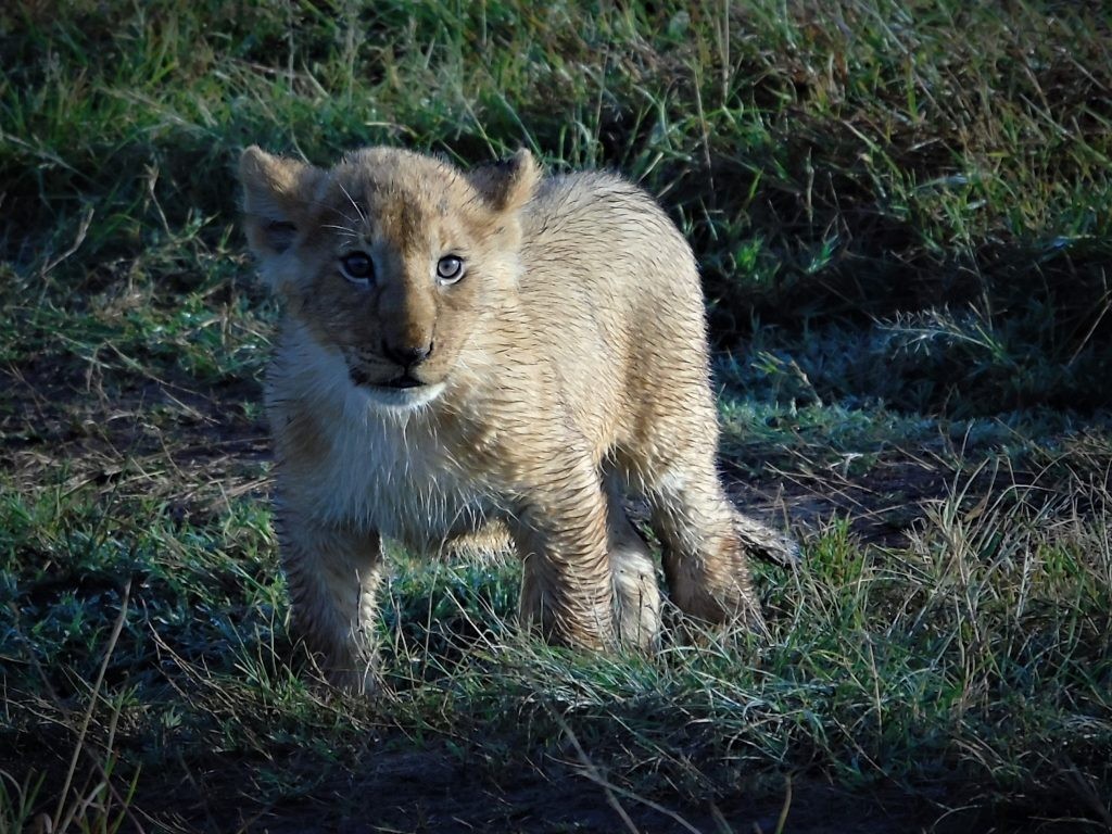 lion cub