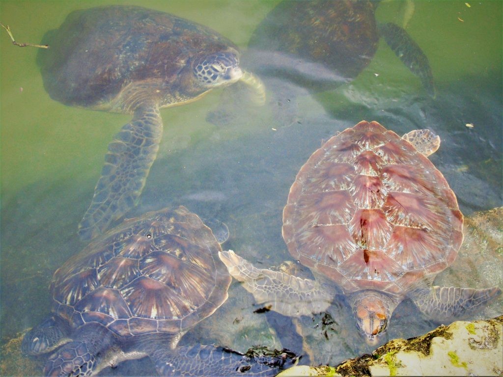 Green sea turtles