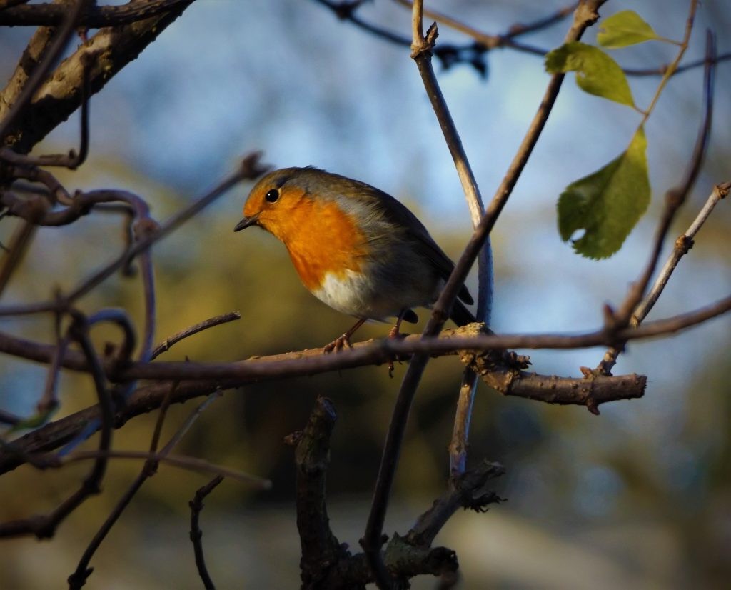 Robin at Wingham Wildlife Park, Kent