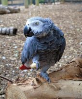 an African grey parrot on a log