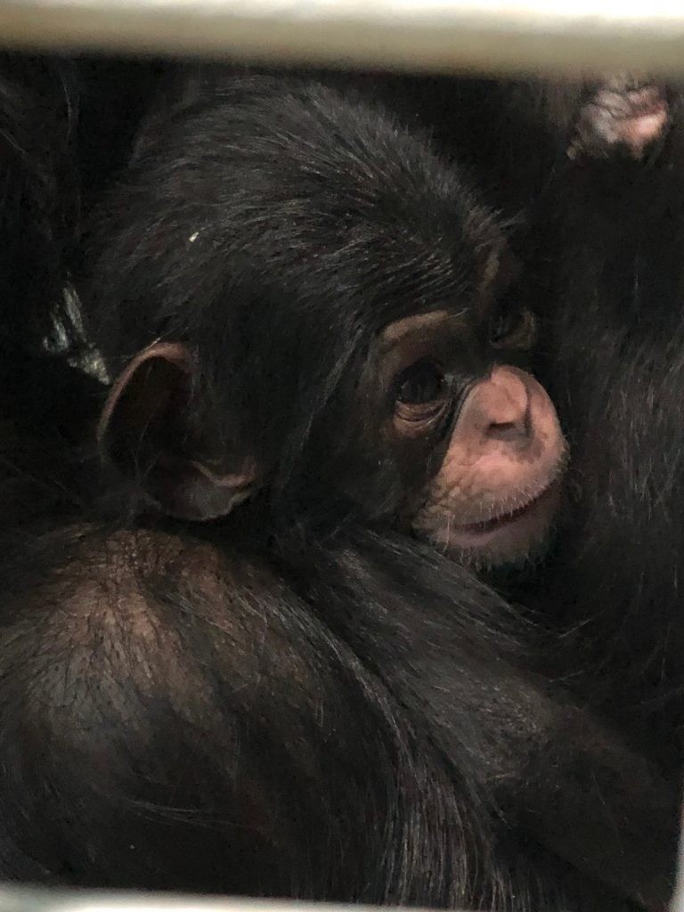Baby chimpanzee, Elizabeth at Wingham Wildlife Park, Kent
