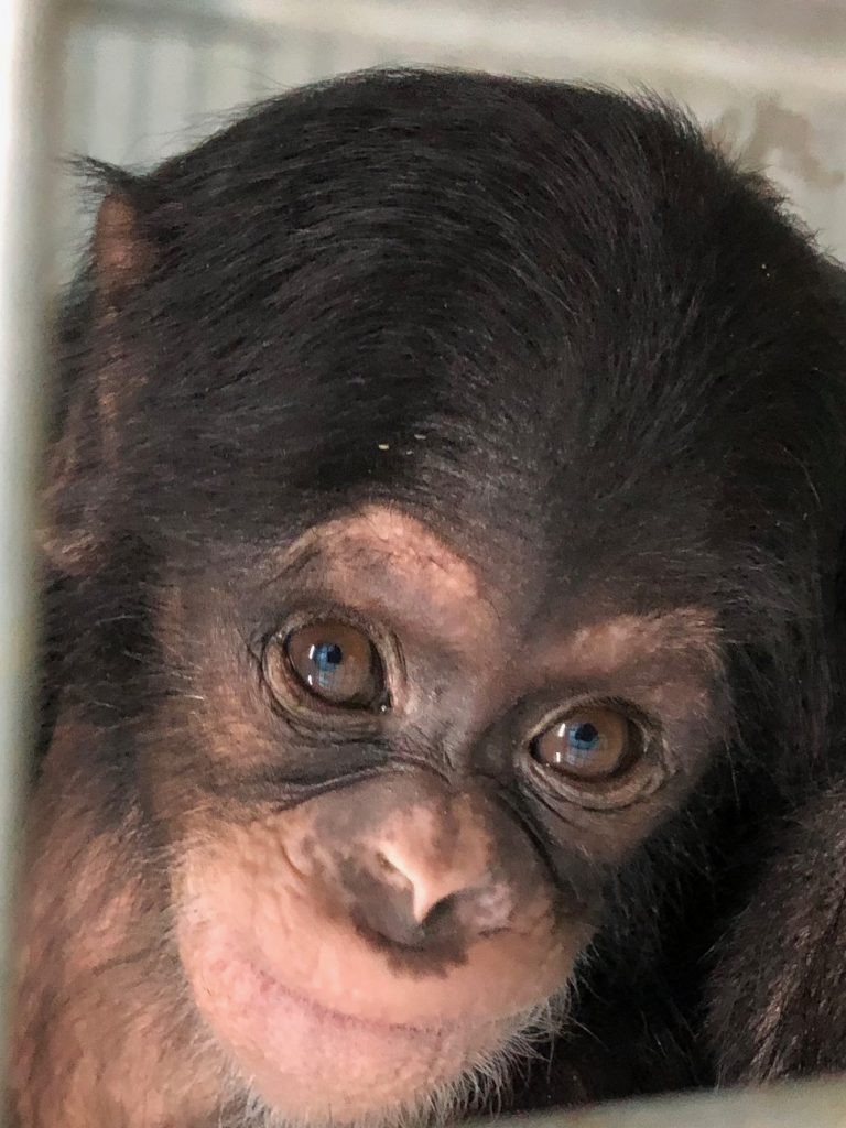 Baby chimpanzee at Wingham Wildlife Park, Kent