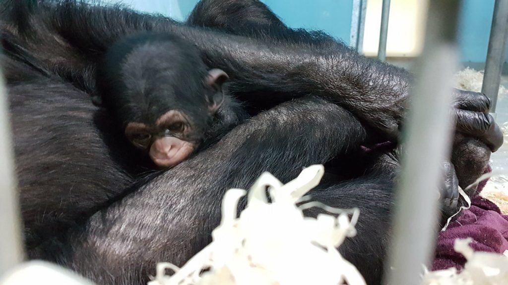 Newborn Elizabeth at Wingham Wildlife Park, Kent 2018