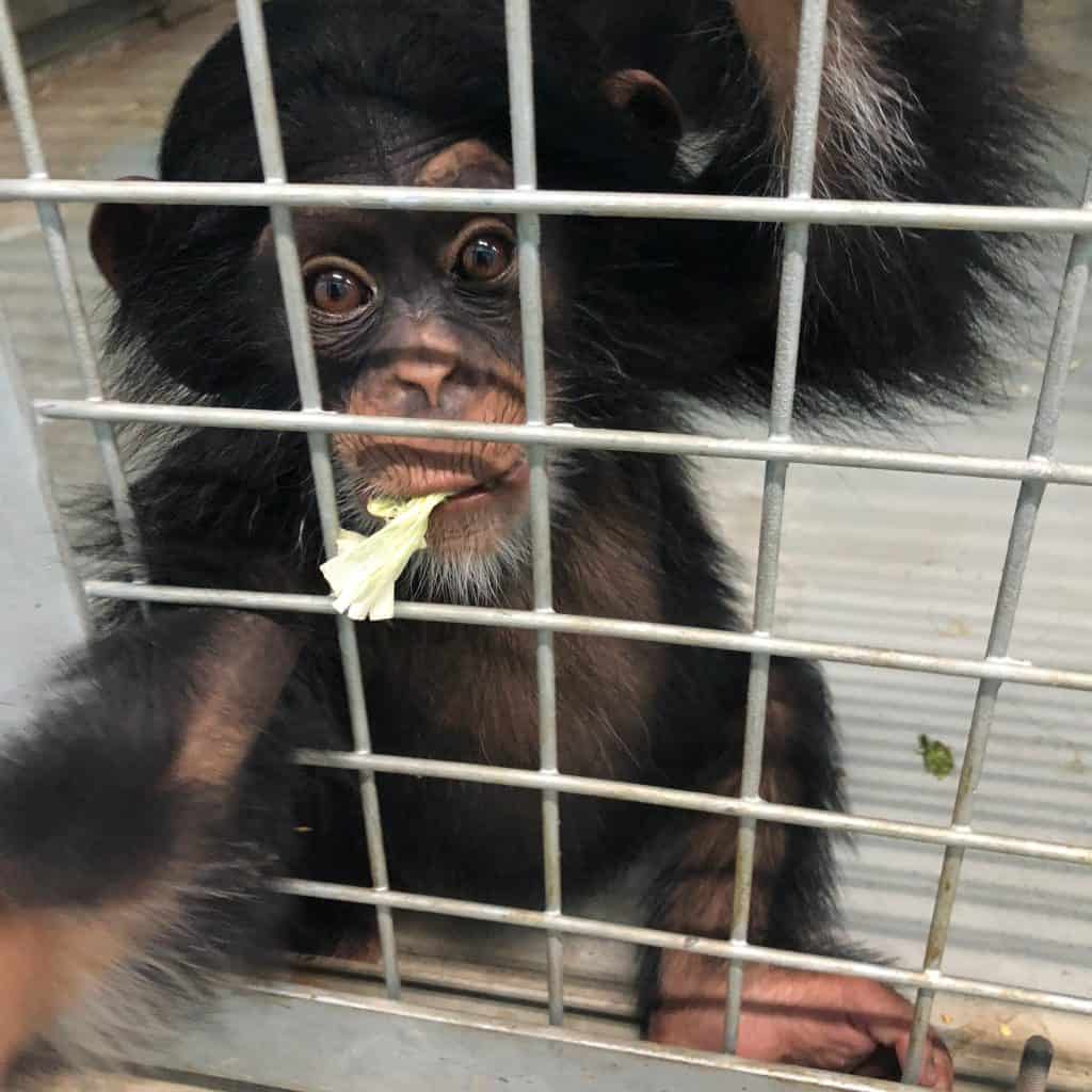 Baby chimpanzee at Wingham Wildlife Park, Kent