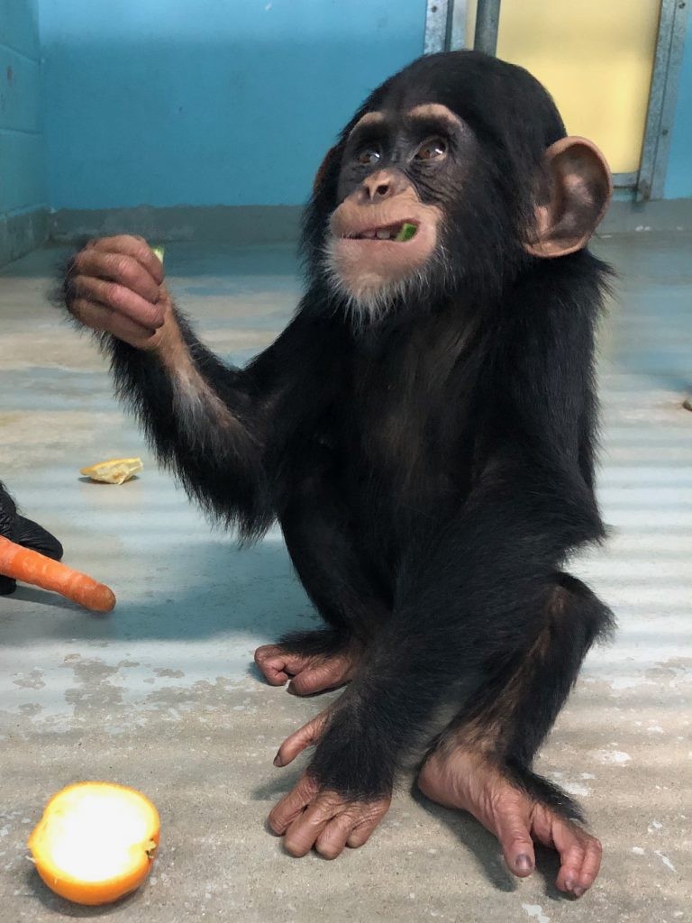 Baby chimpanzee at Wingham Wildlife Park, Kent