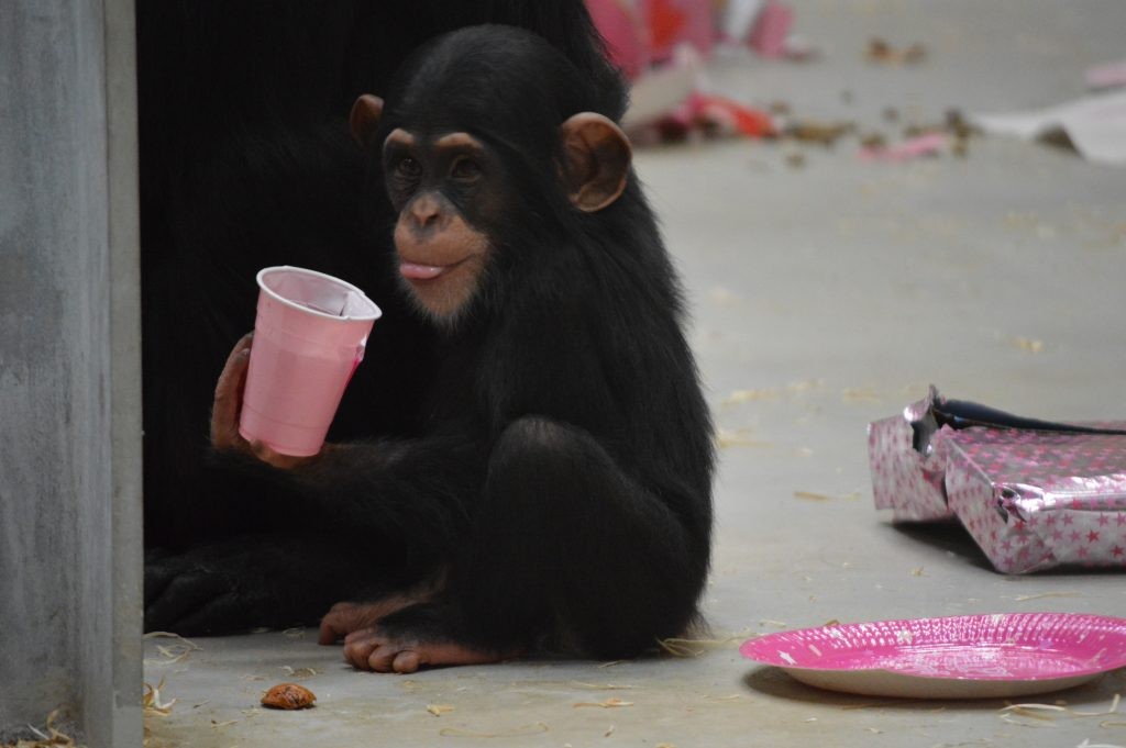Elizabeth the baby chimpanzees first birthday party at Wingham Wildlife Park, Kent