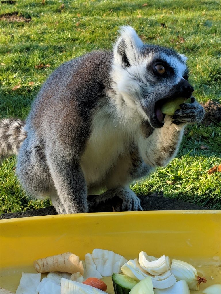 Primates enjoying new diet at Wingham Wildlife Park, Kent