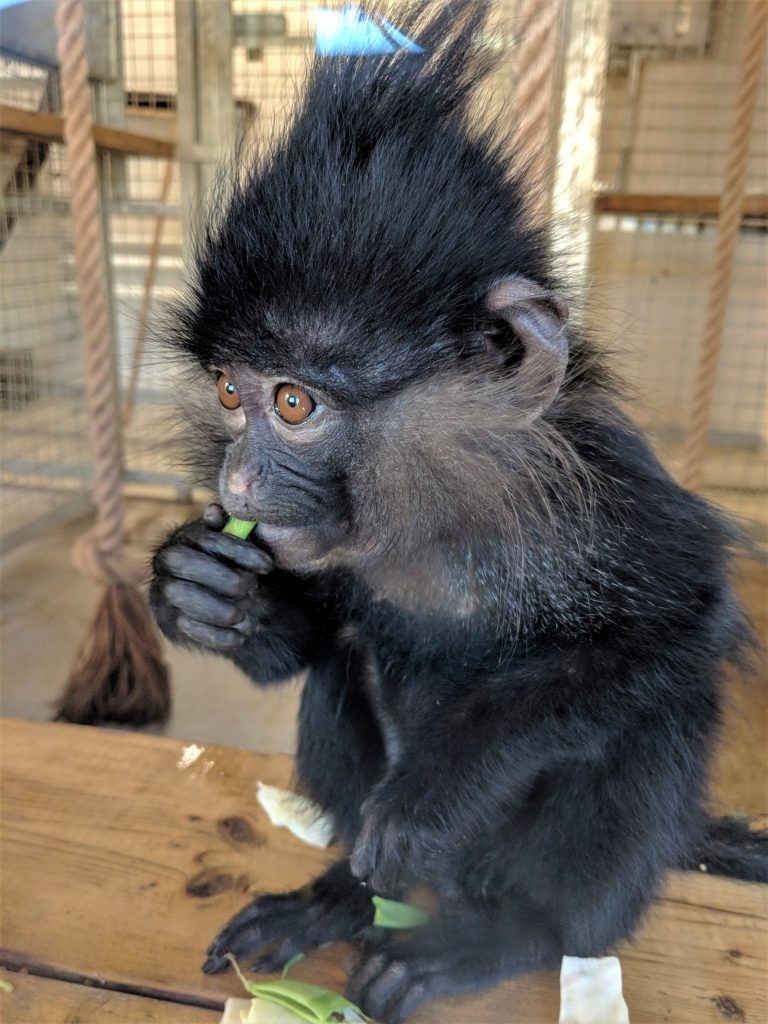 Primates enjoying new diet at Wingham Wildlife Park, Kent