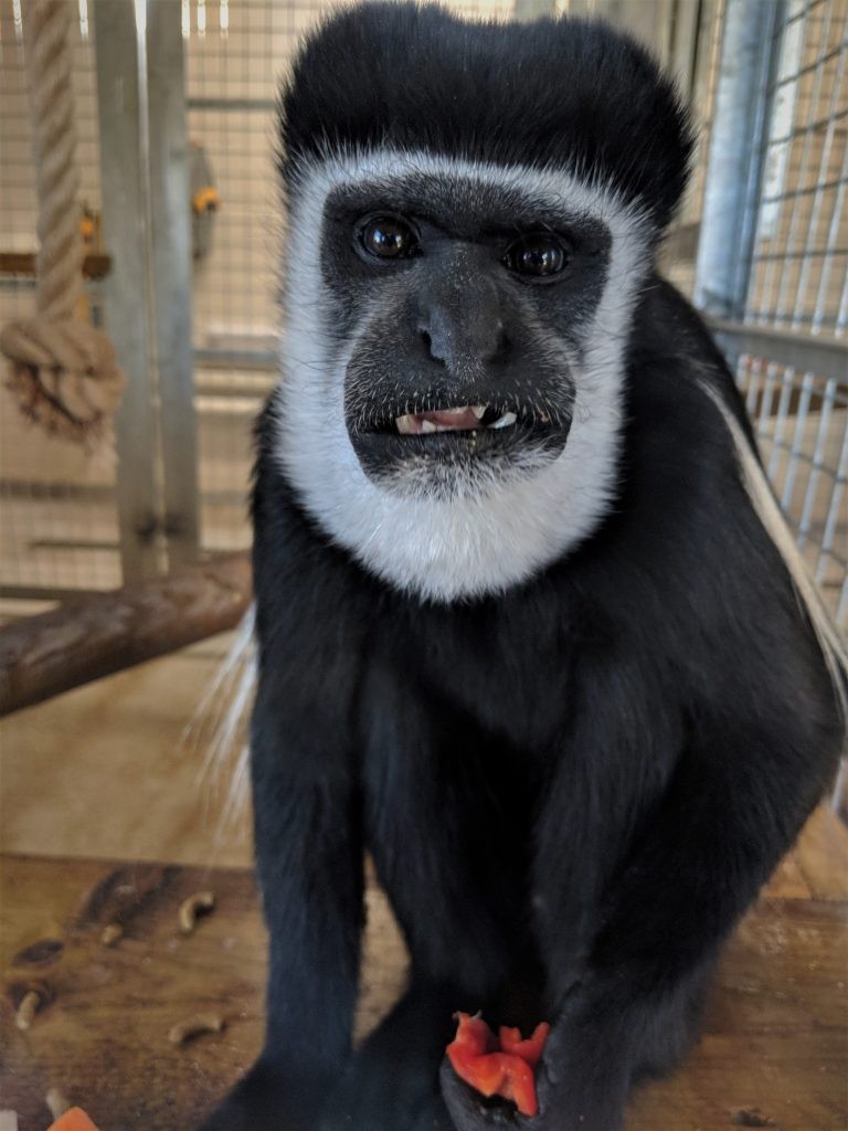 Primates enjoying new diet at Wingham Wildlife Park, Kent