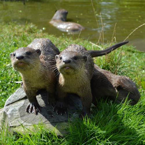 Otter Experiences - Animal Experiences At Wingham Wildlife Park In Kent