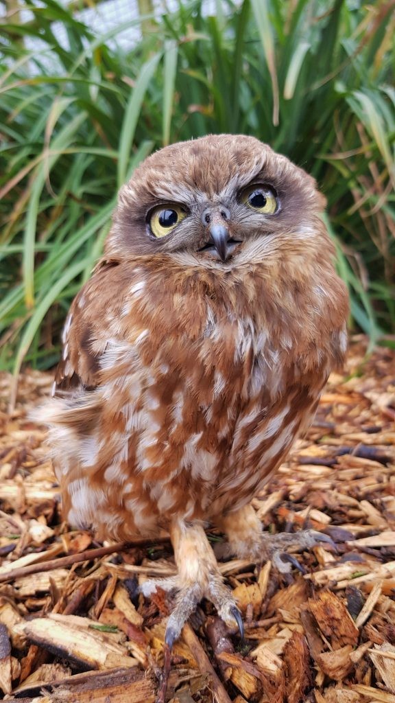 Boobook Owl at Wingham Wildlie Park, Kent