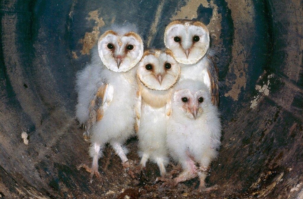 Barn owl nest
