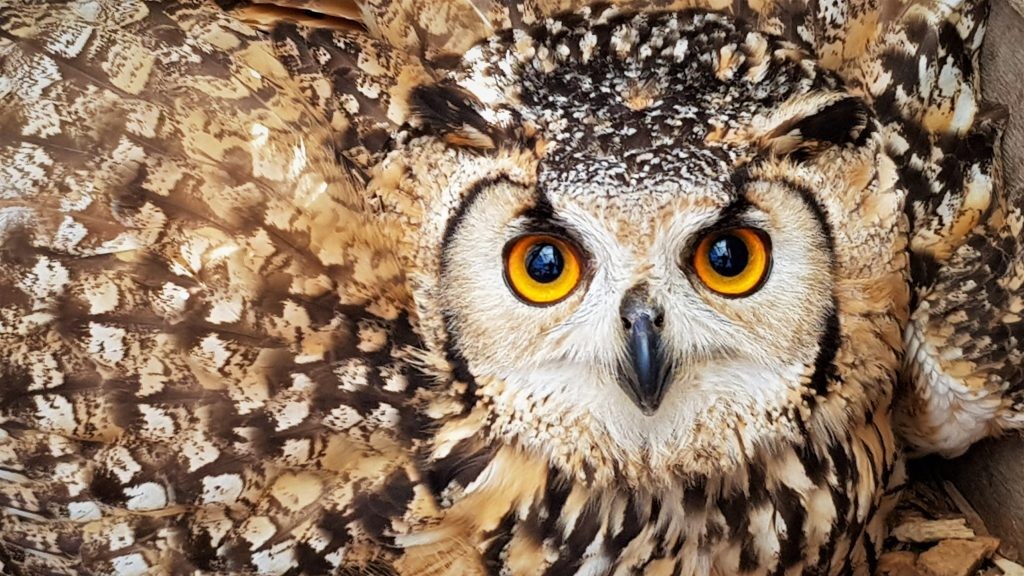 Bengal Eagle Owl at Wingham Wildlife Park, Kent