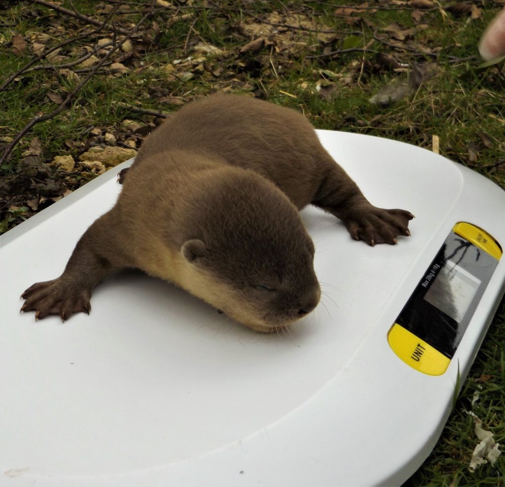 Smooth coated otter pups being weighed at Wingham Wildlife Park, Kent