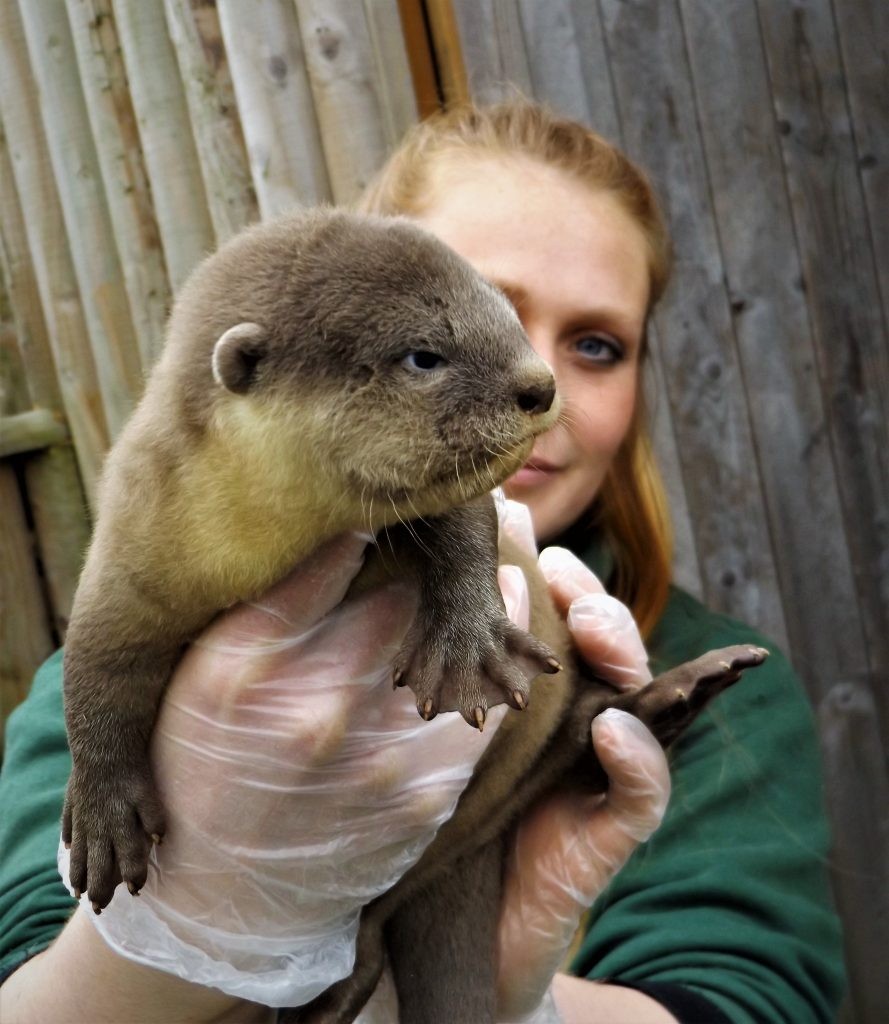 Smooth coated otter pups at Wingham Wildlife Park, Kent