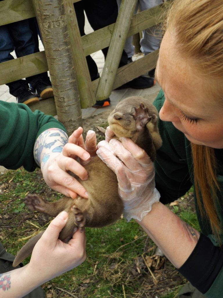 Smooth coated otter pups being sexed at Wingham Wildlife Park, Kent
