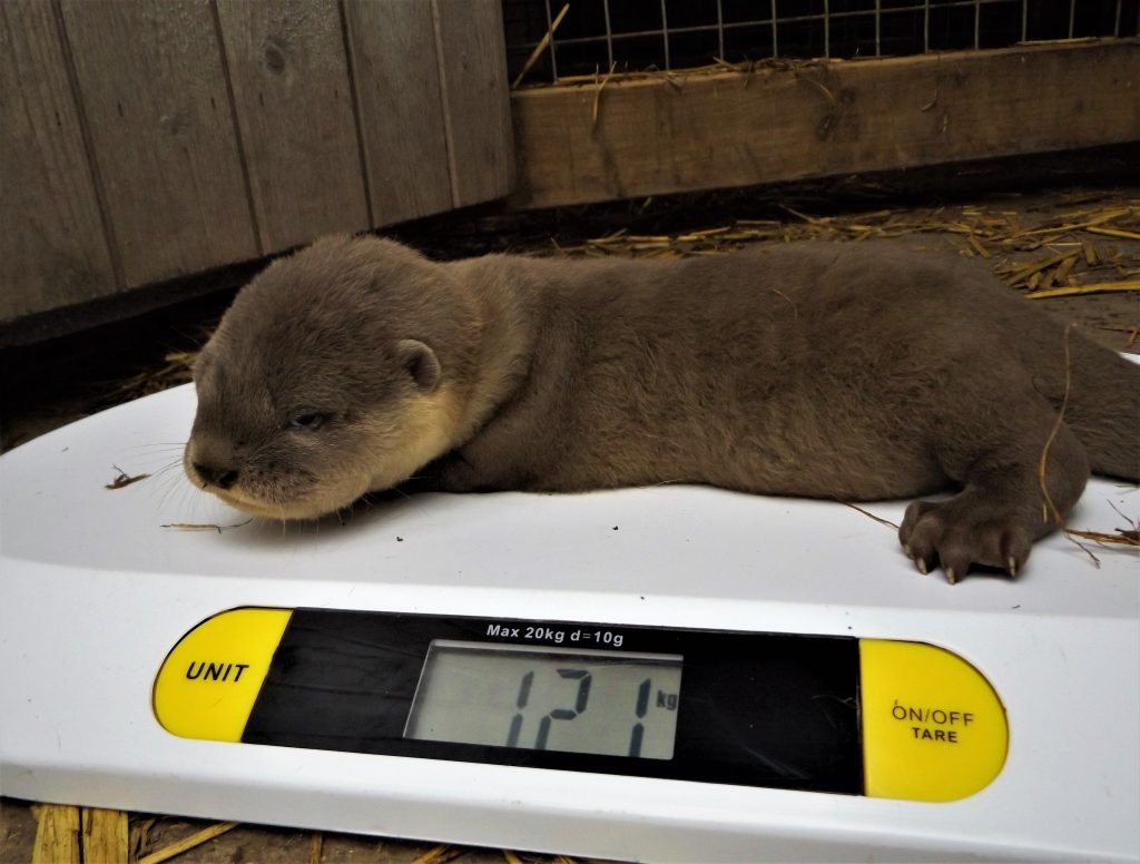 Smooth coated otter pups being weighed at Wingham Wildlife Park, Kent