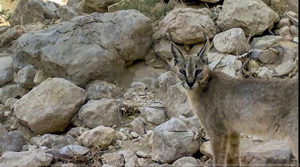 Photo credit, EAD (Environment Agency Abu Dhabi)