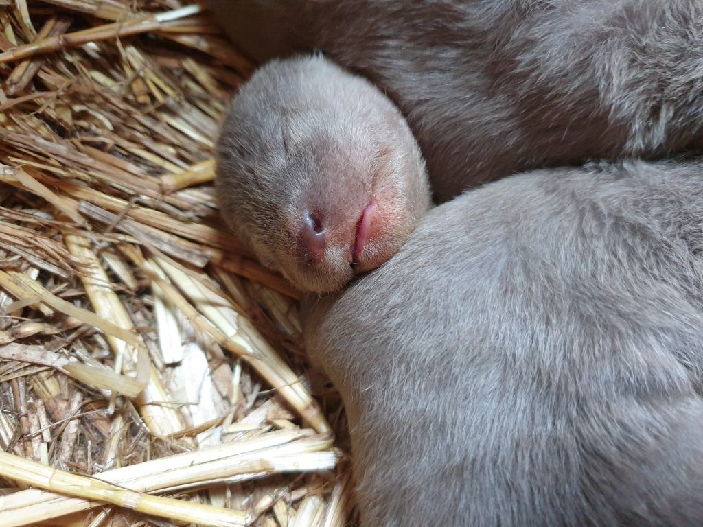 Pup on the 12th March- 13 days old