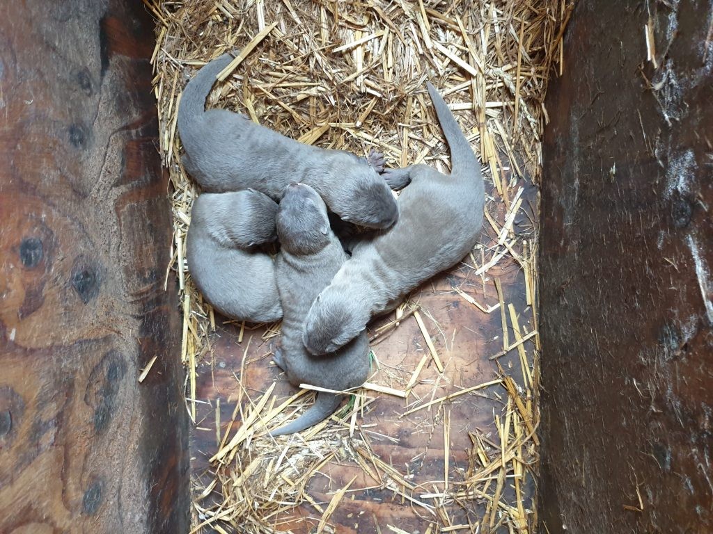 Pups on the 19th March- 20 days old