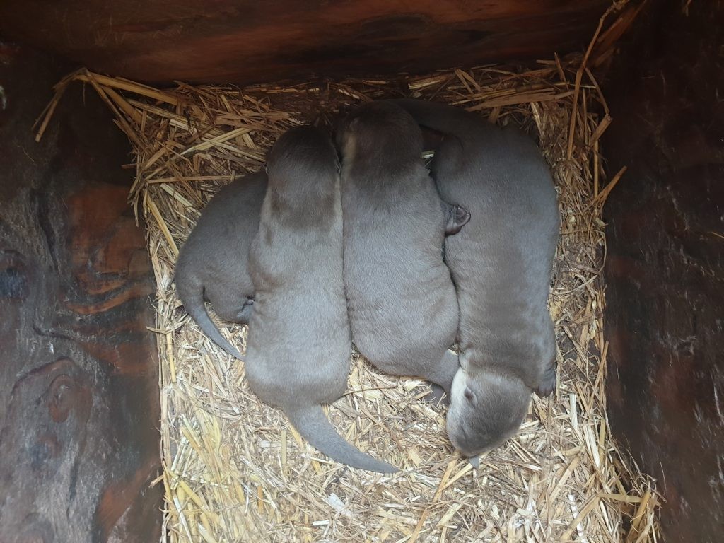 Pups on the 23rd March- 24 days old