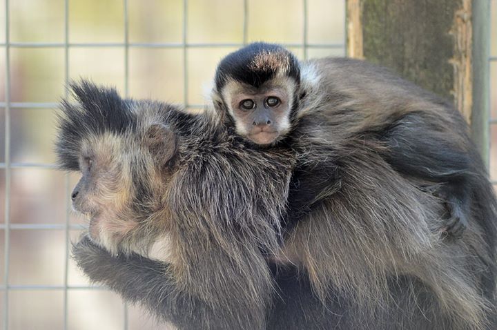 Tufted Capuchin (Cebus Apella) with baby at Wingham Wildlife Park, Kent