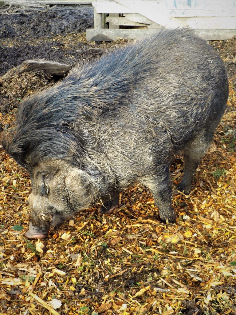 Visayan Warty Pigs at Wingham WIldlife Park, Kent